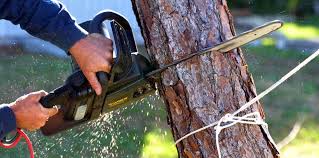 Best Emergency Tree Removal  in Linden, AZ